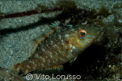 Fishs - Labrus bimaculatus by Vito Lorusso 